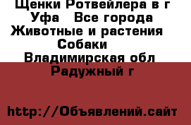 Щенки Ротвейлера в г.Уфа - Все города Животные и растения » Собаки   . Владимирская обл.,Радужный г.